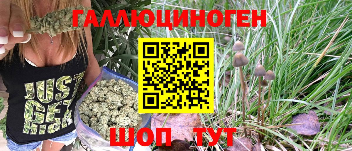 Псилоцибиновые грибы Psilocybine cubensis Артём